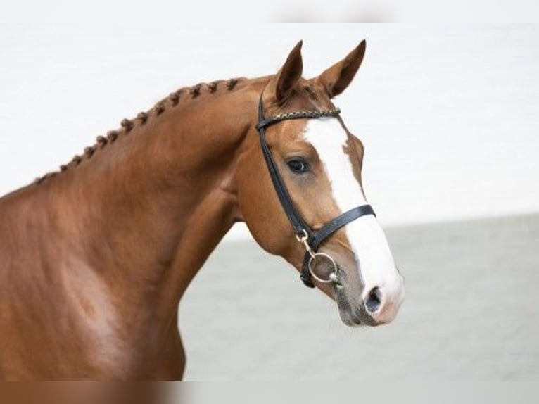 KWPN Hengst 3 Jahre 174 cm Brauner in Heerde