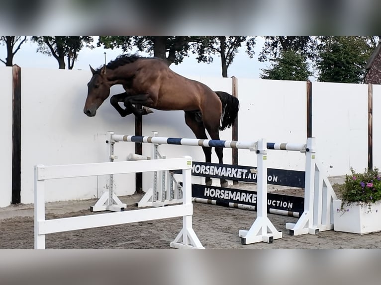 KWPN Hengst 3 Jahre 174 cm Dunkelbrauner in Waddinxveen