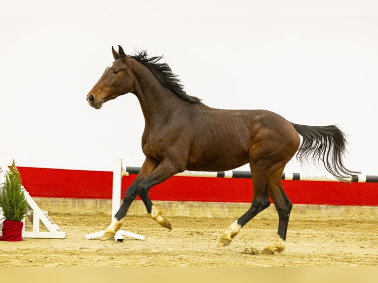 KWPN Hengst 3 Jahre 175 cm Brauner in Waddinxveen
