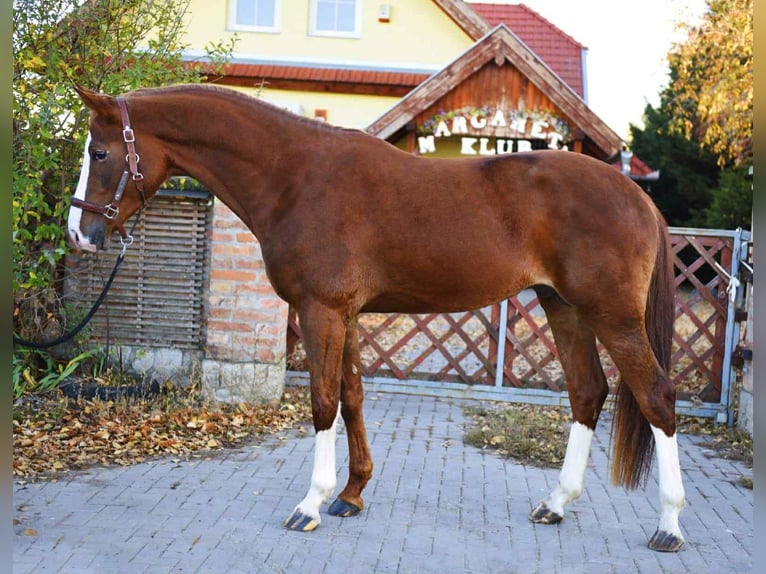 KWPN Hengst 3 Jahre Dunkelfuchs in kecskemet