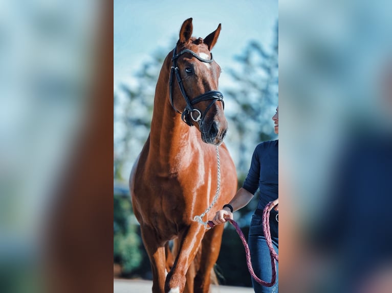 KWPN Hengst 4 Jaar 160 cm Donkere-vos in Ludwigsfelde