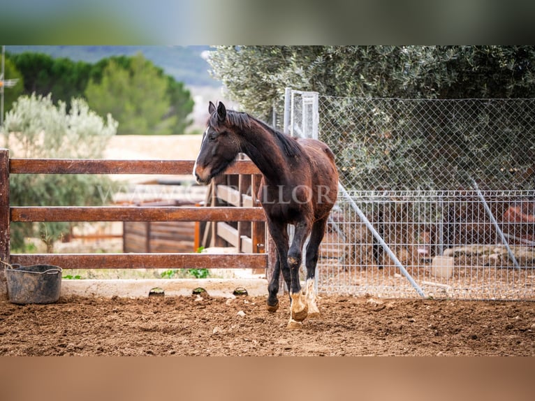 KWPN Hengst 4 Jaar 160 cm Zwart in Valencia