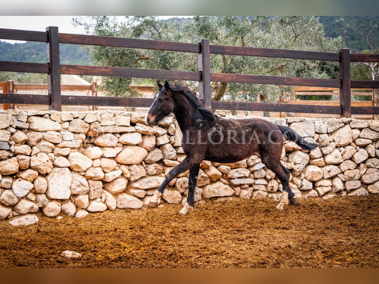 KWPN Hengst 4 Jaar 160 cm Zwart in Valencia