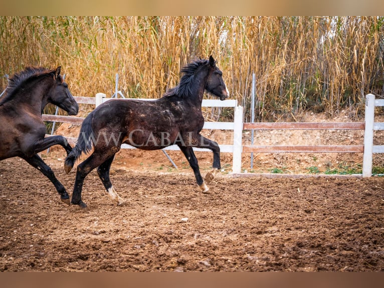 KWPN Hengst 4 Jaar 160 cm Zwart in Valencia