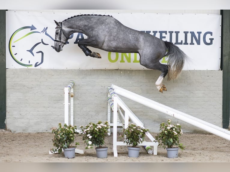 KWPN Hengst 4 Jaar 163 cm  in WK Heerde
