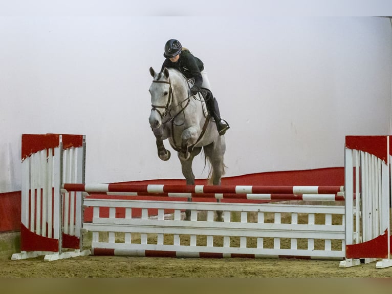 KWPN Hengst 4 Jaar 164 cm Schimmel in Waddinxveen