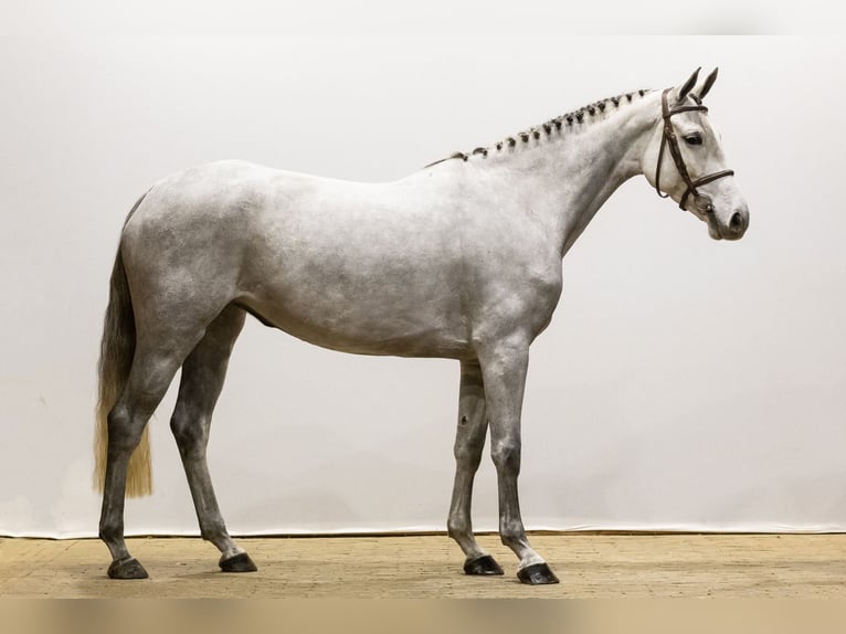 KWPN Hengst 4 Jaar 164 cm Schimmel in Waddinxveen