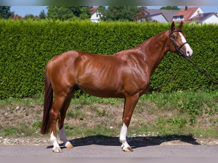 KWPN Hengst 4 Jaar 164 cm Vos in Gerstetten KWPN Hengst 4 Jaar 164 cm Vos in Gerstetten