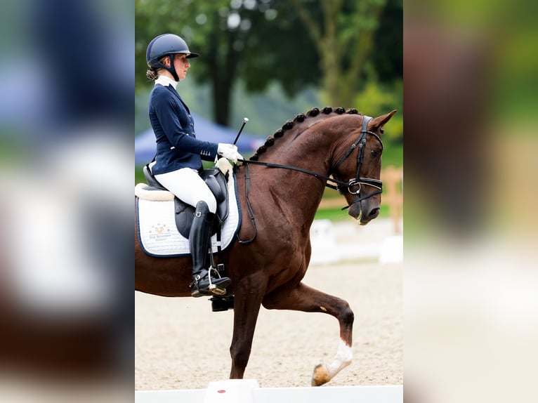 KWPN Hengst 4 Jaar 165 cm Bruin in Gieten