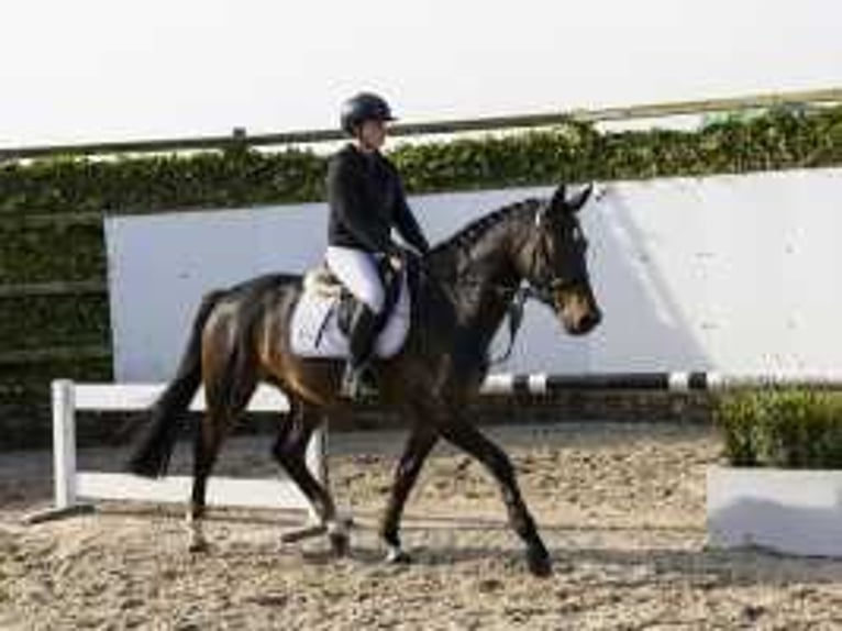 KWPN Hengst 4 Jaar 165 cm Donkerbruin in Waddinxveen