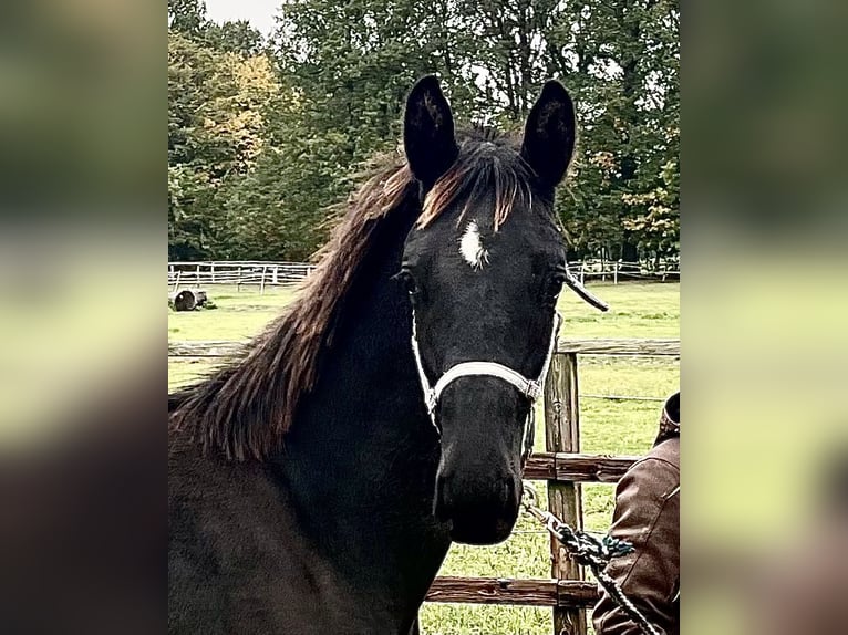 KWPN Hengst 4 Jaar 165 cm Zwart in OstercappelnOstercappeln