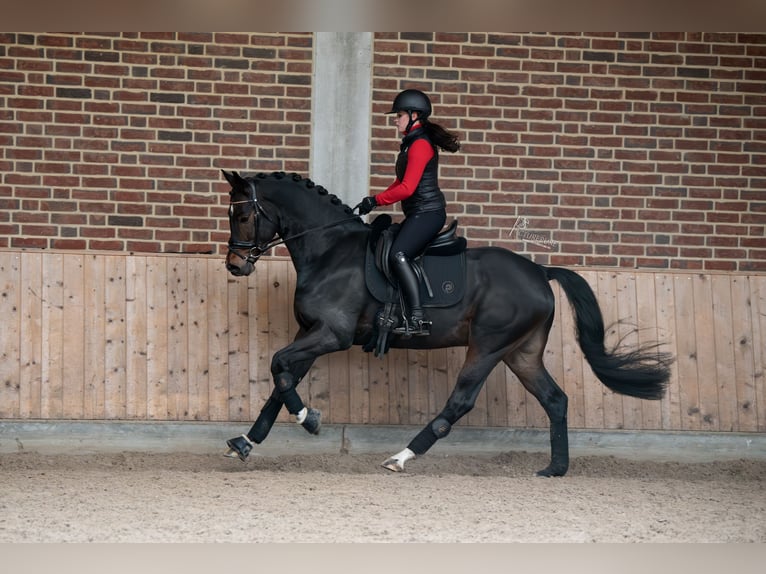 KWPN Hengst 4 Jaar 167 cm Zwartbruin in Goch