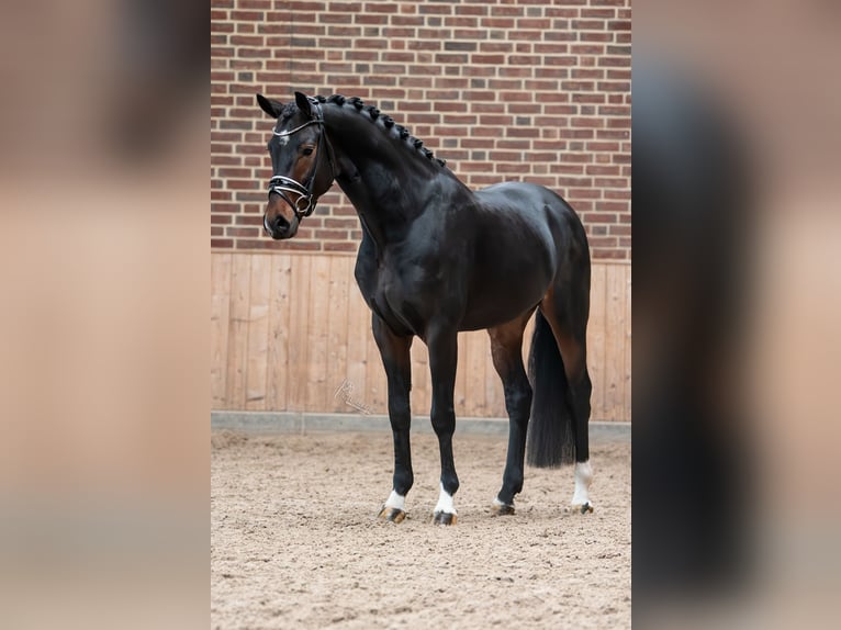 KWPN Hengst 4 Jaar 167 cm Zwartbruin in Goch