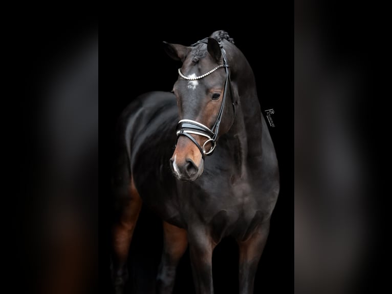 KWPN Hengst 4 Jaar 167 cm Zwartbruin in Goch