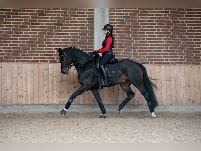 KWPN Hengst 4 Jaar 167 cm Zwartbruin in Goch