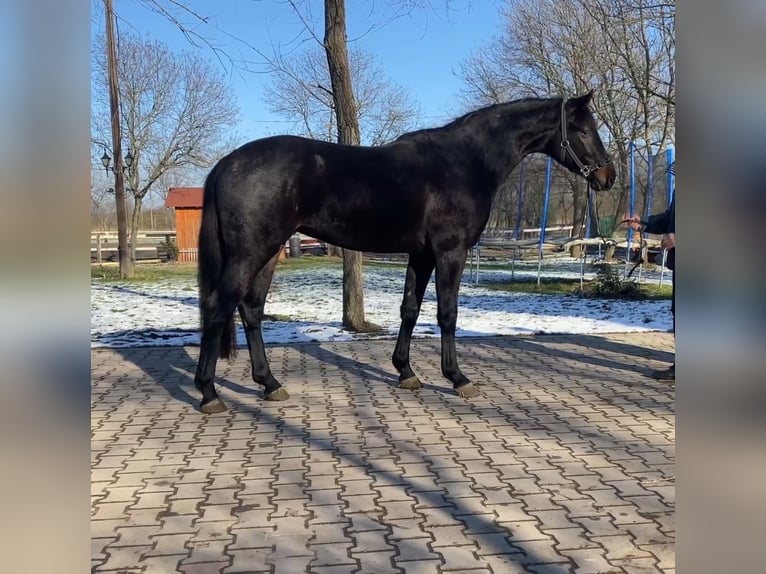 KWPN Hengst 4 Jaar 168 cm in Békéscsaba