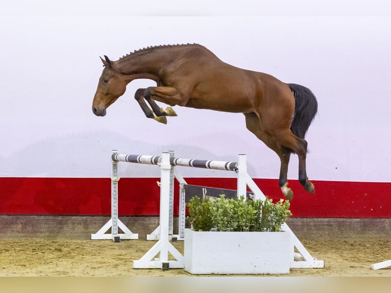 KWPN Hengst 4 Jaar 169 cm Bruin in Waddinxveen