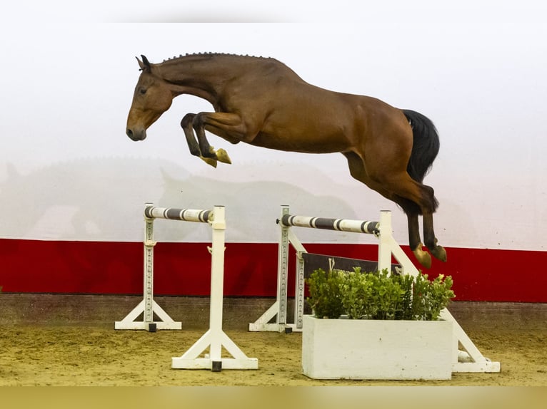 KWPN Hengst 4 Jaar 169 cm Bruin in Waddinxveen