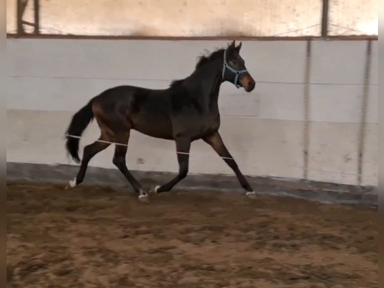 KWPN Hengst 4 Jaar 169 cm Donkerbruin in Békéscsaba