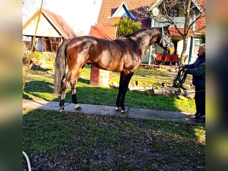 KWPN Hengst 4 Jaar 169 cm Donkerbruin in Békéscsaba