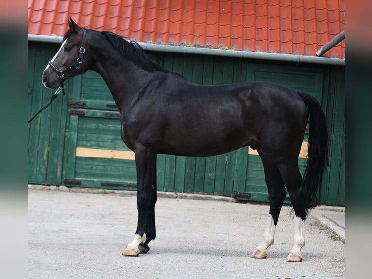KWPN Hengst 4 Jaar 169 cm Donkerbruin in Murska Soboda