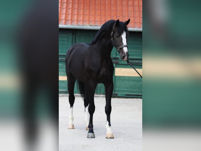 KWPN Hengst 4 Jaar 169 cm Donkerbruin in Murska Soboda