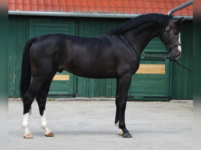 KWPN Hengst 4 Jaar 169 cm Donkerbruin in Murska Soboda