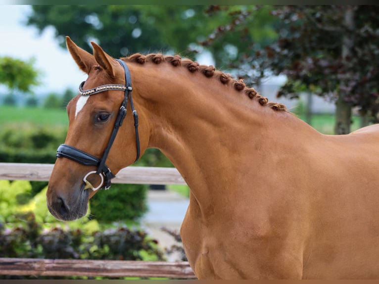 KWPN Hengst 4 Jaar 170 cm Bruin in Rees