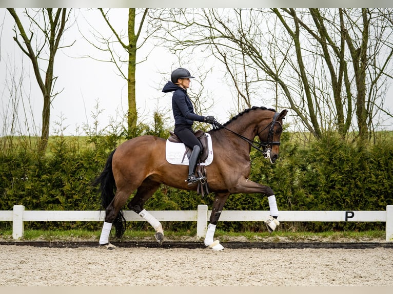 KWPN Hengst 4 Jaar 170 cm Bruin in Wijhe