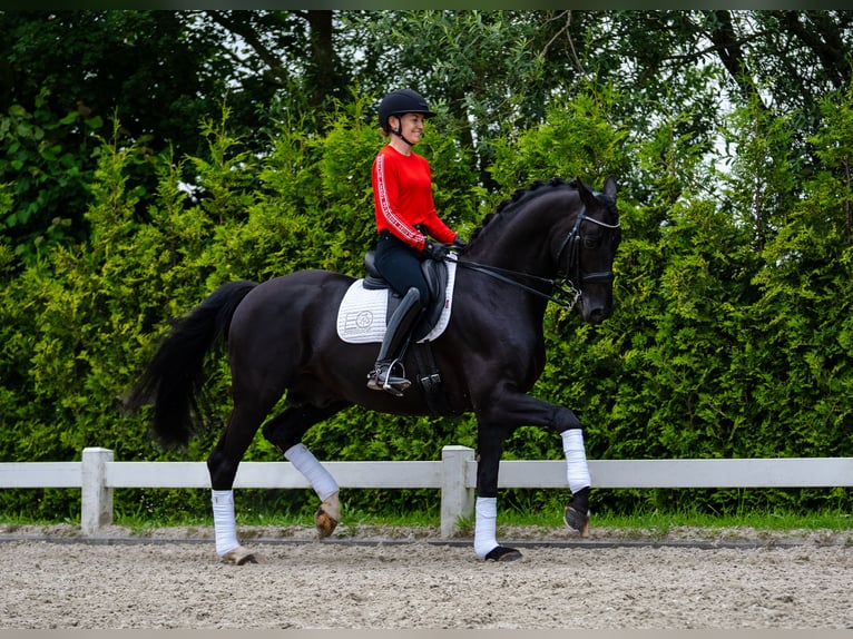 KWPN Hengst 4 Jaar 170 cm Bruin in Wijhe