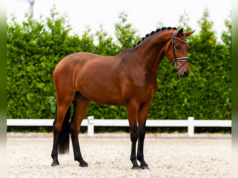 KWPN Hengst 4 Jaar 170 cm Bruin in Wijhe