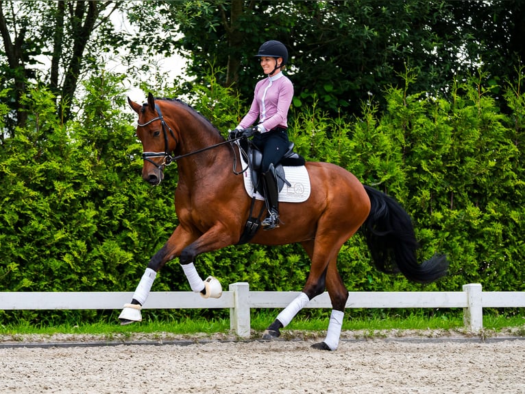 KWPN Hengst 4 Jaar 170 cm Bruin in Wijhe