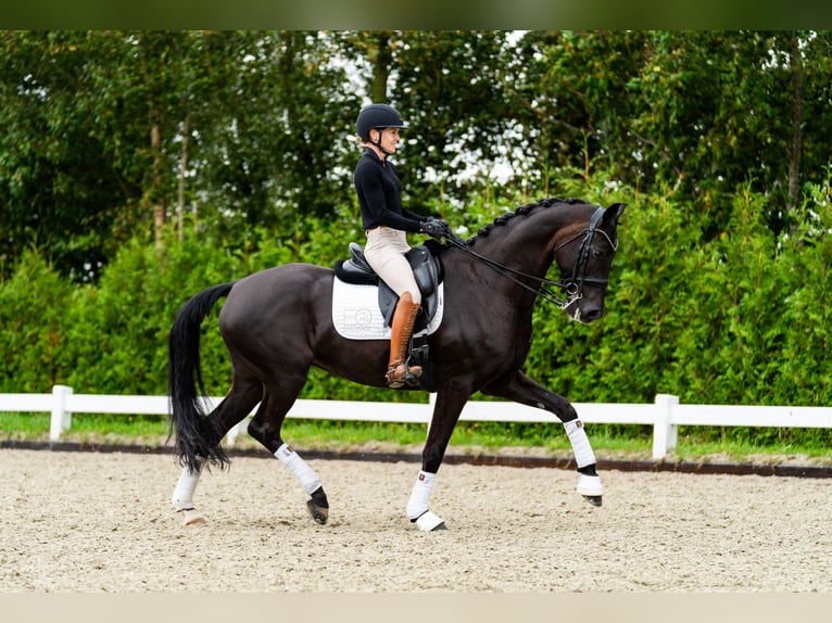 KWPN Hengst 4 Jaar 170 cm Bruin in Wijhe