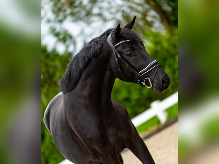 KWPN Hengst 4 Jaar 170 cm Bruin in Wijhe