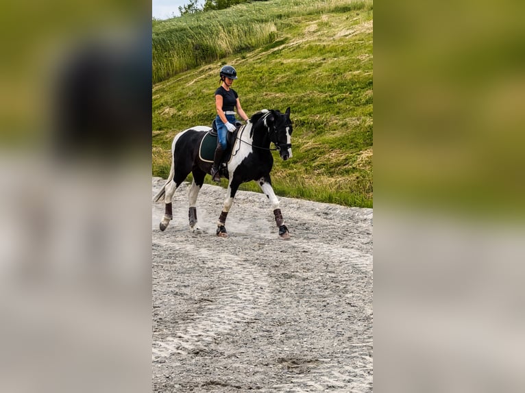 KWPN Hengst 4 Jaar 170 cm Gevlekt-paard in Modena