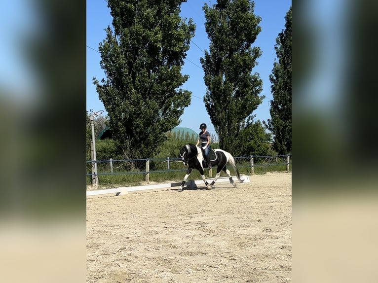 KWPN Hengst 4 Jaar 170 cm Gevlekt-paard in Modena