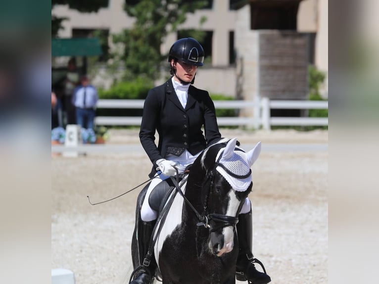 KWPN Hengst 4 Jaar 170 cm Gevlekt-paard in Modena