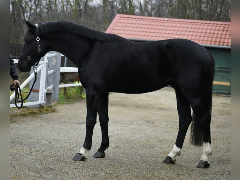 KWPN Hengst 4 Jaar 170 cm Zwart in Murska Soboda