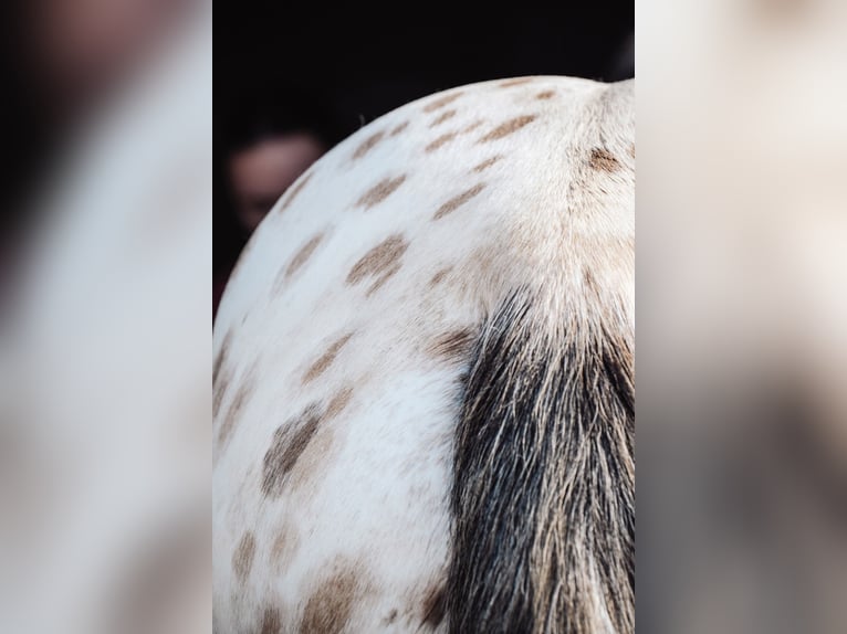 KWPN Hengst 4 Jaar 171 cm Appaloosa in Castres-Gironde