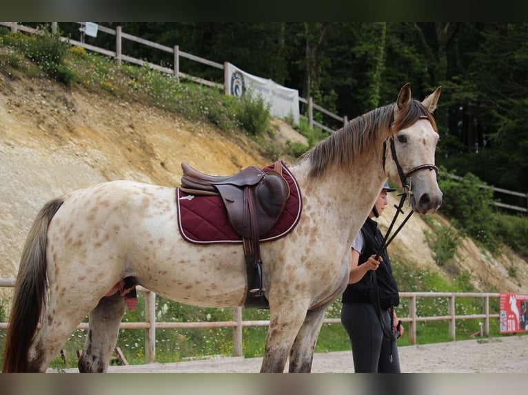 KWPN Hengst 4 Jaar 171 cm Appaloosa in Castres-Gironde