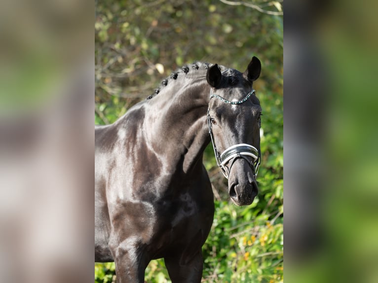 KWPN Hengst 4 Jaar 172 cm Zwart in Oosterhout