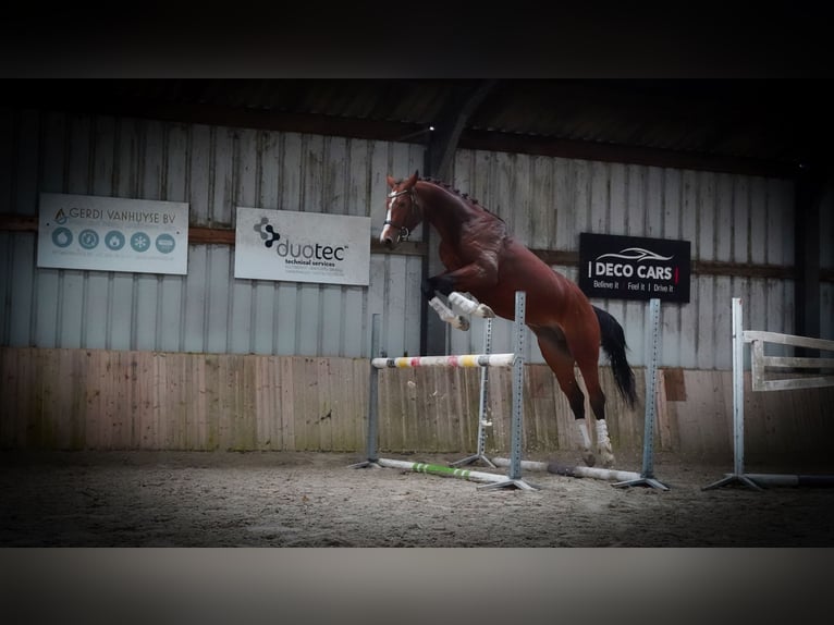 KWPN Hengst 4 Jaar 173 cm Roodbruin in HEUVELLAND