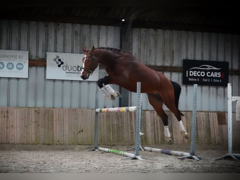 KWPN Hengst 4 Jaar 173 cm Roodbruin in HEUVELLAND