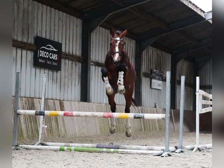 KWPN Hengst 4 Jaar 173 cm Roodbruin in HEUVELLAND