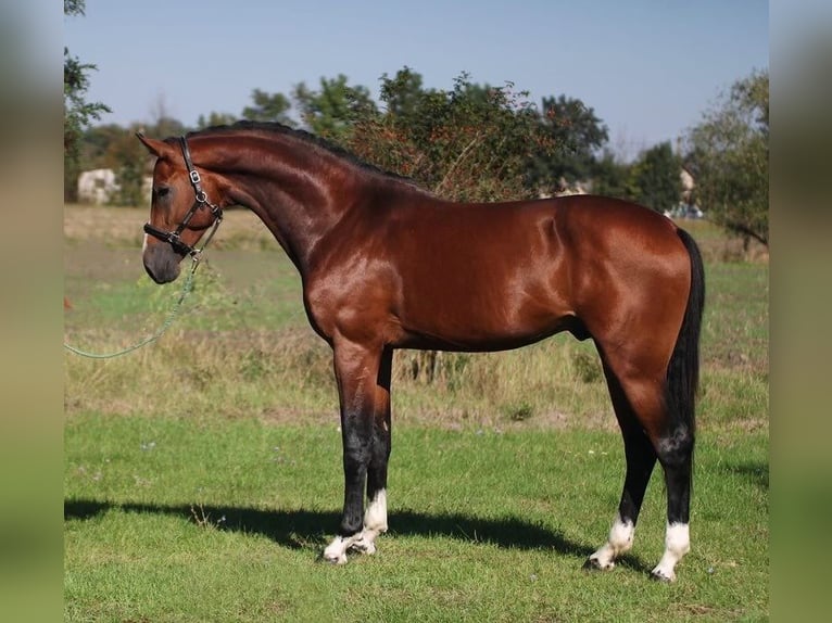 KWPN Hengst 4 Jaar 173 cm Roodbruin in HEUVELLAND