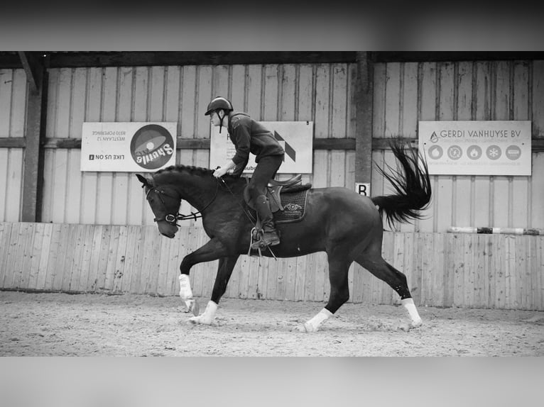 KWPN Hengst 4 Jaar 173 cm Roodbruin in HEUVELLAND