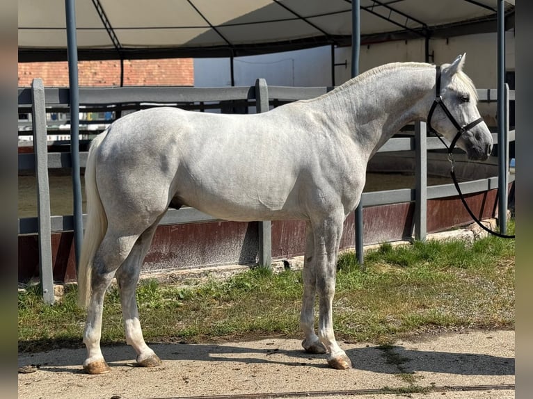 KWPN Hengst 4 Jaar 173 cm Schimmel in Spilsby