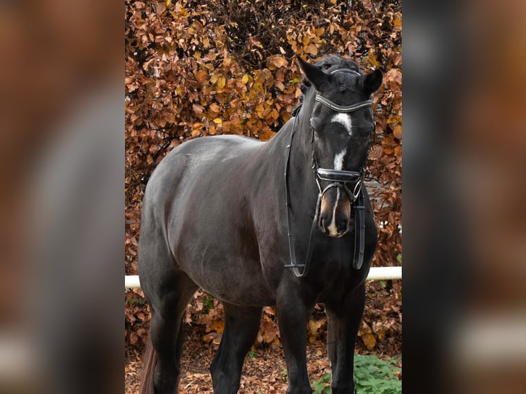 KWPN Hengst 4 Jaar 173 cm Zwartbruin in Aachen