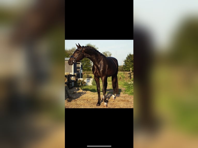KWPN Hengst 4 Jaar 180 cm Zwartbruin in Erp