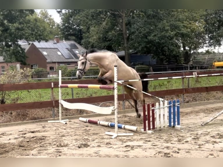 KWPN Mix Hengst 4 Jahre 148 cm Buckskin in Oss